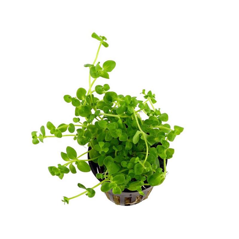 Dennerle Bacopa Australis - imagine 5